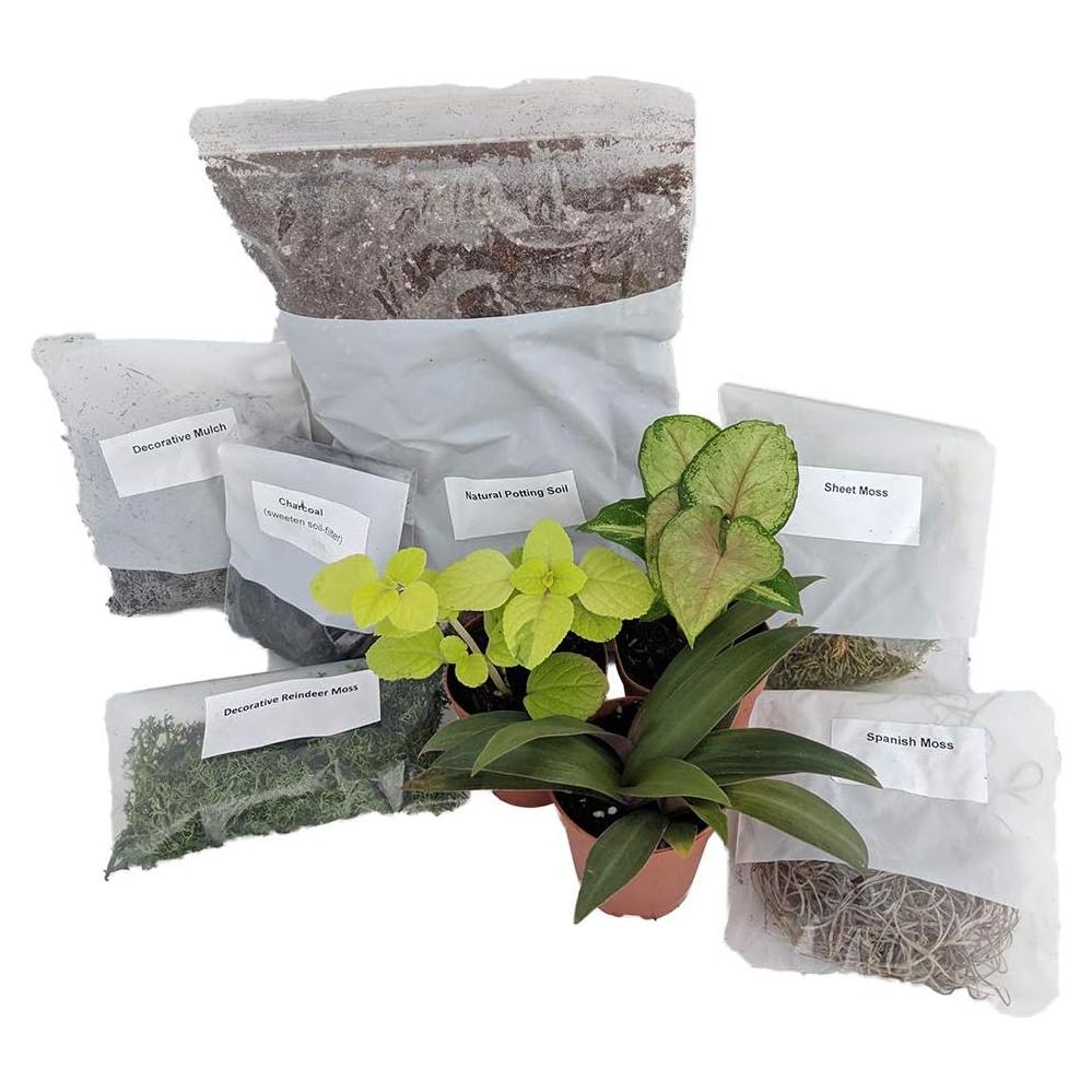 Kit de Terrario Vivo Hirt's Gardens con 3 Plantas Miniatura