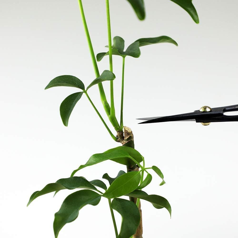 Tijeras de Bonsái Wazakura Satsuki 180mm Hechas en Japón