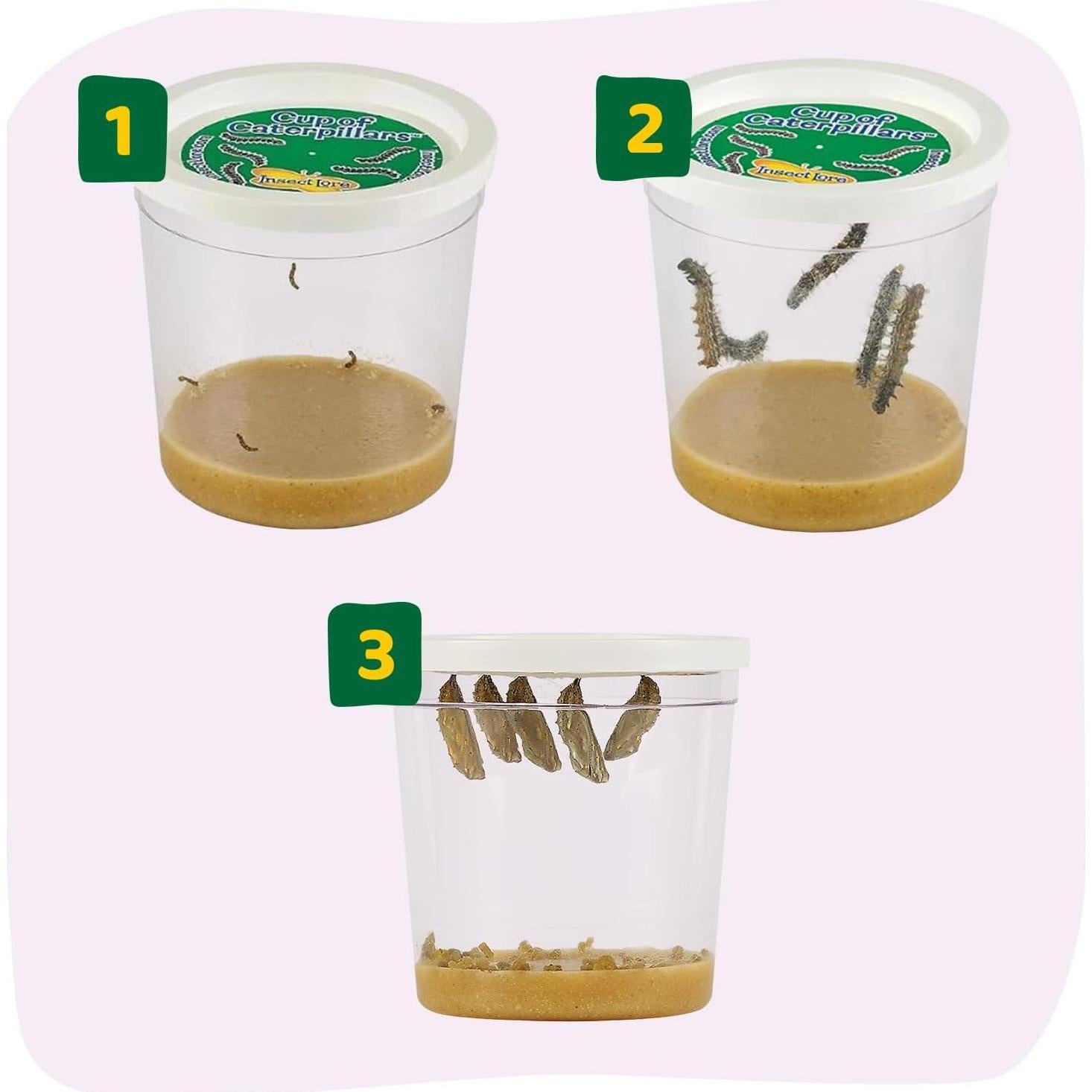 Kit de Recarga Insect Lore - 5 Orugas Pintadas Vivas