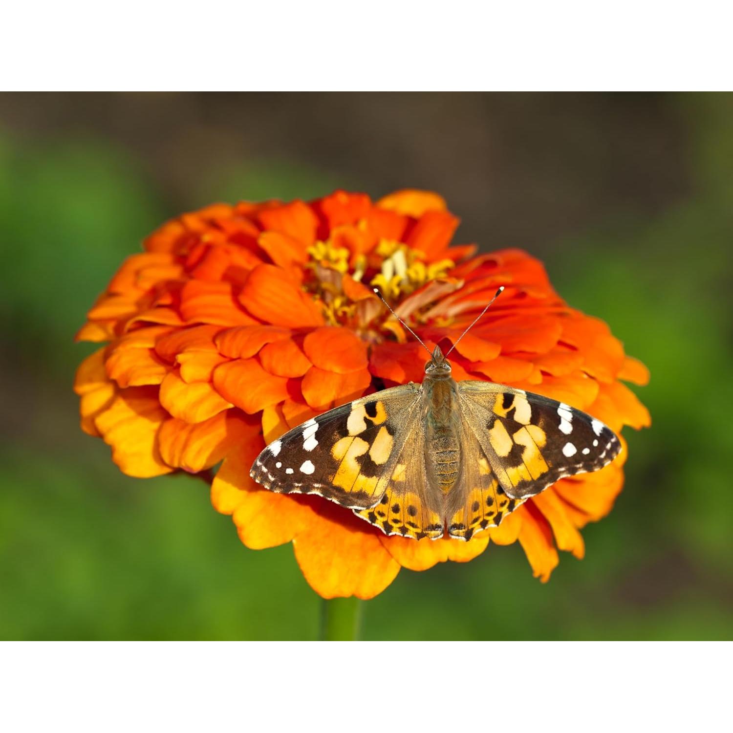 Kit de Recarga Insect Lore - 5 Orugas Pintadas Vivas