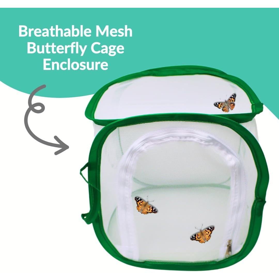 Kit de Crecimiento de Mariposas Clearwater - 10 Orugas Vivas