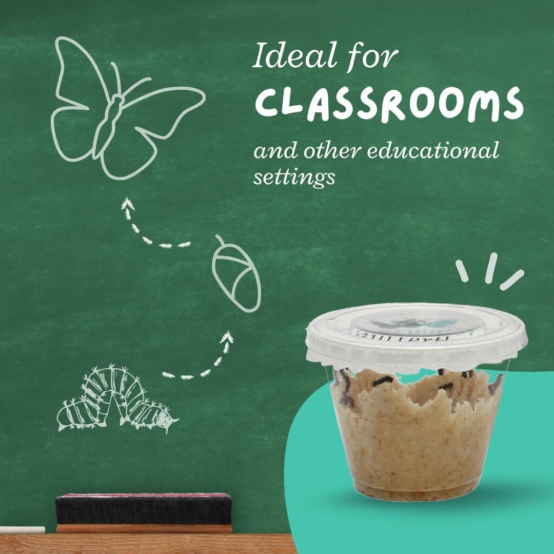 Kit de Crecimiento de Mariposas Clearwater - 10 Orugas Vivas