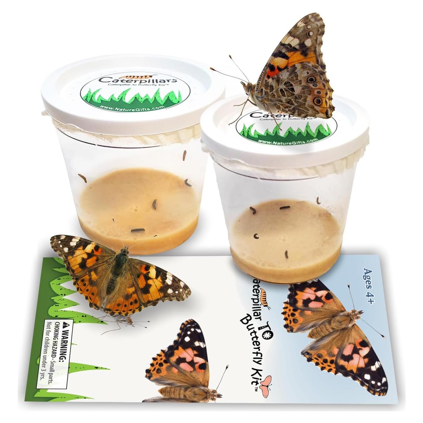 10 Orugas Vivas Dama Pintada - Recarga para Kit de Mariposas