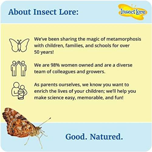 Taza de Orugas Insect Lore | 5 Orugas Vivas Dama Pintada