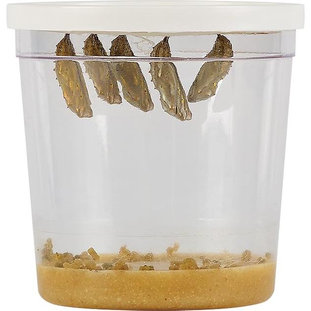 Taza de Orugas Insect Lore | 5 Orugas Vivas Dama Pintada