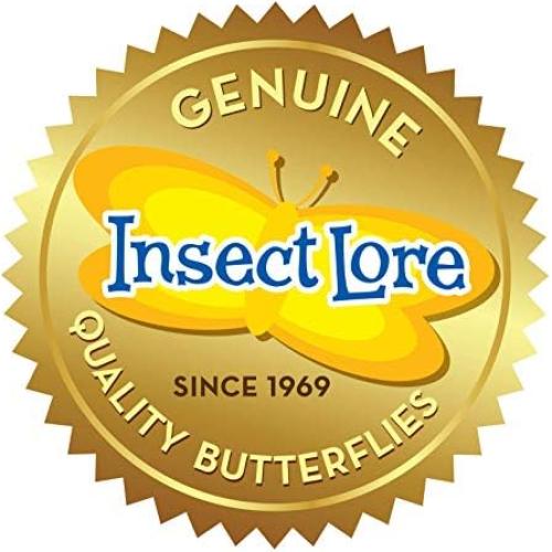 Taza de Orugas Insect Lore | 5 Orugas Vivas Dama Pintada