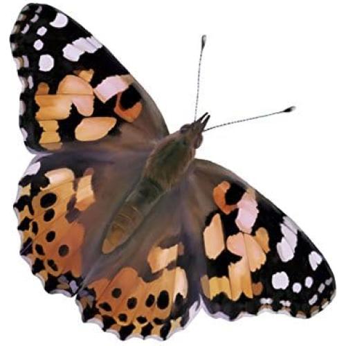 Taza de Orugas Insect Lore | 5 Orugas Vivas Dama Pintada