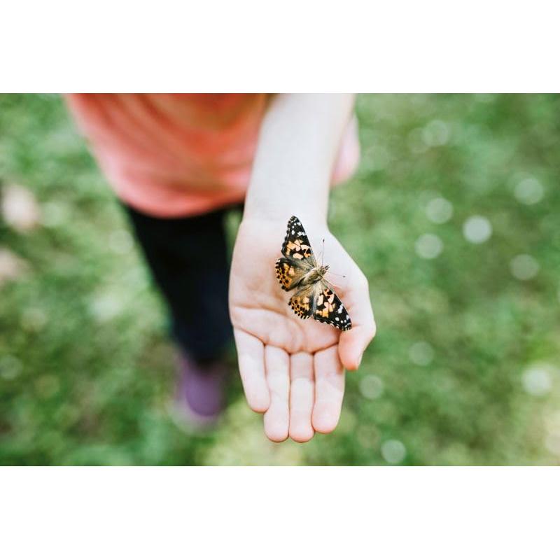 Jardín de Mariposas Insect Lore con Vale para 5 Orugas Vivas