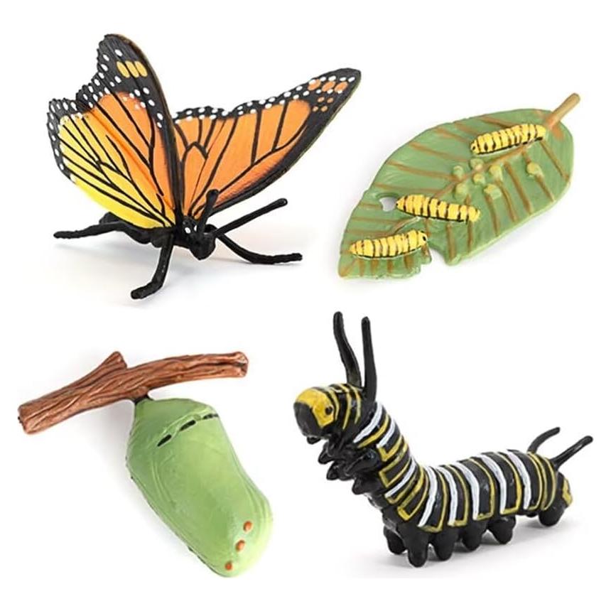 Ciclo de Vida de Mariposa Hvogvok - Modelo Educativo Infantil