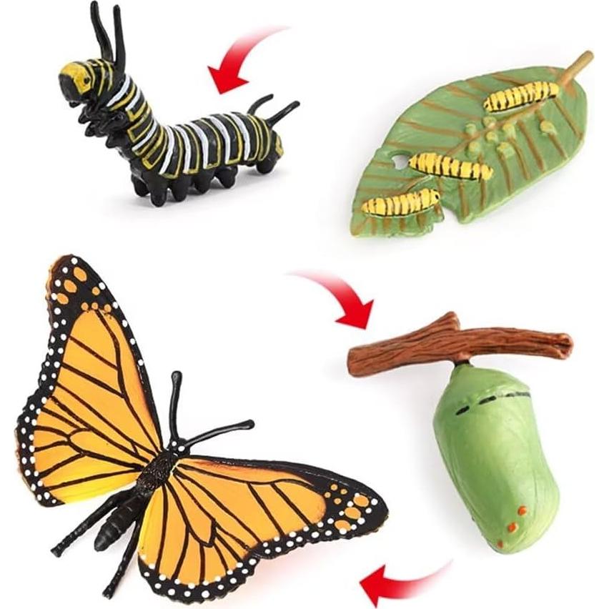 Ciclo de Vida de Mariposa Hvogvok - Modelo Educativo Infantil