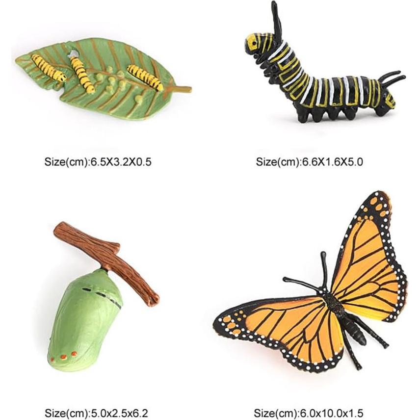 Ciclo de Vida de Mariposa Hvogvok - Modelo Educativo Infantil