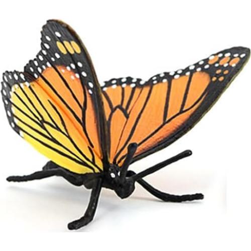 Ciclo de Vida de Mariposa Hvogvok - Modelo Educativo Infantil