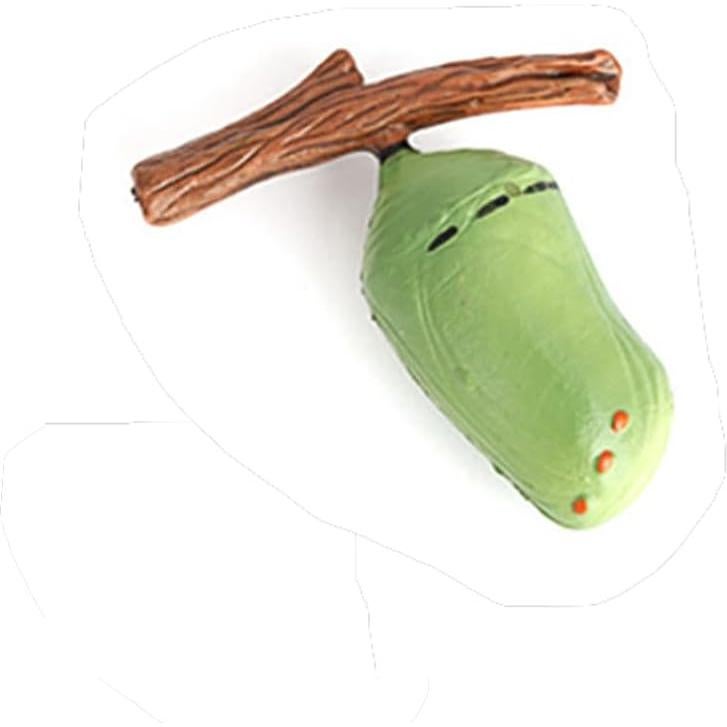 Ciclo de Vida de Mariposa Hvogvok - Modelo Educativo Infantil