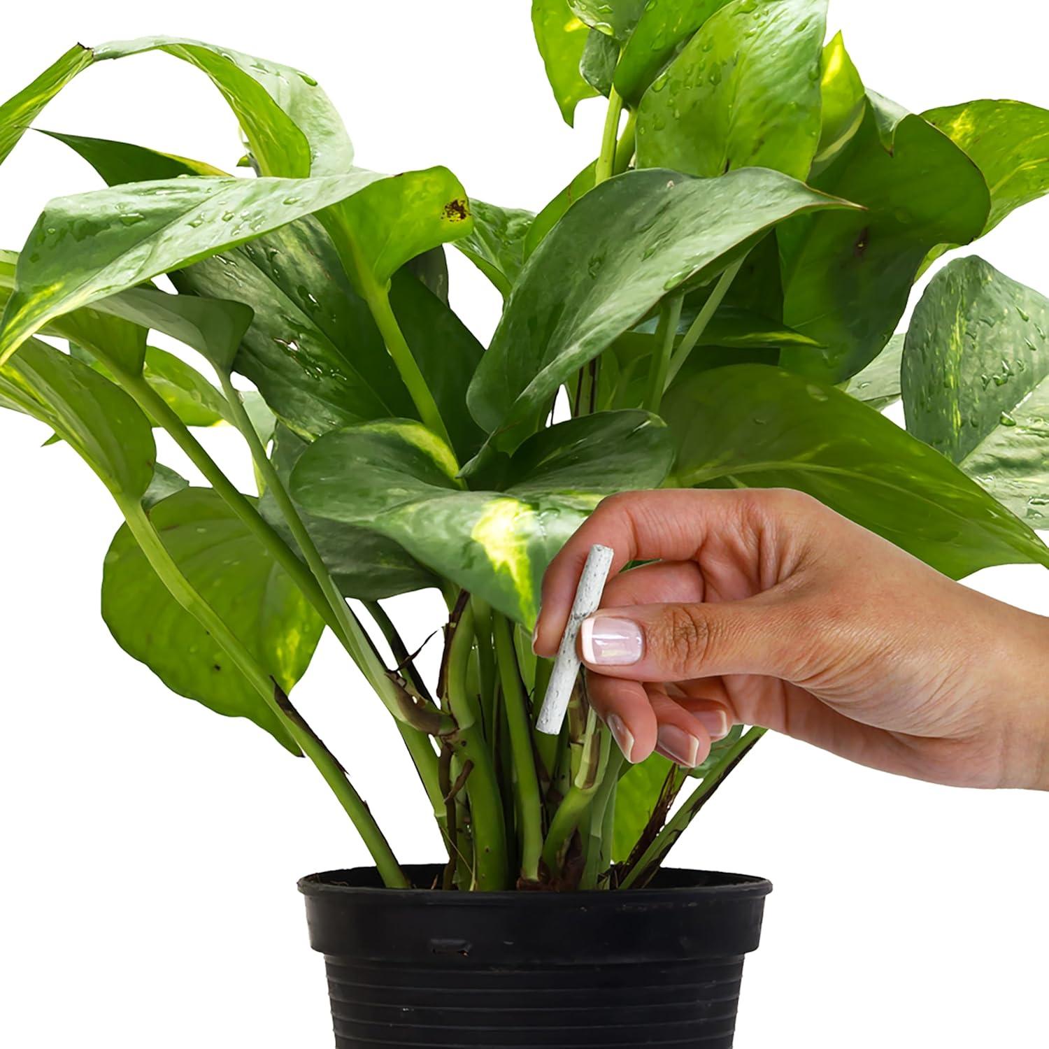 Picos de Fertilizante Jobe's 50 Unidades para Plantas de Interior