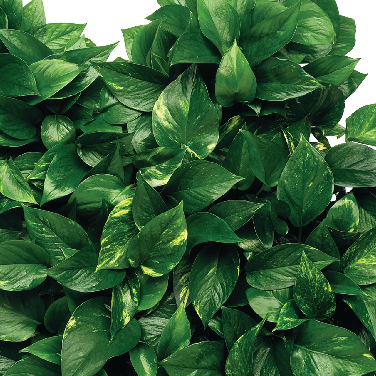 Picos de Fertilizante Jobe's 50 Unidades para Plantas de Interior