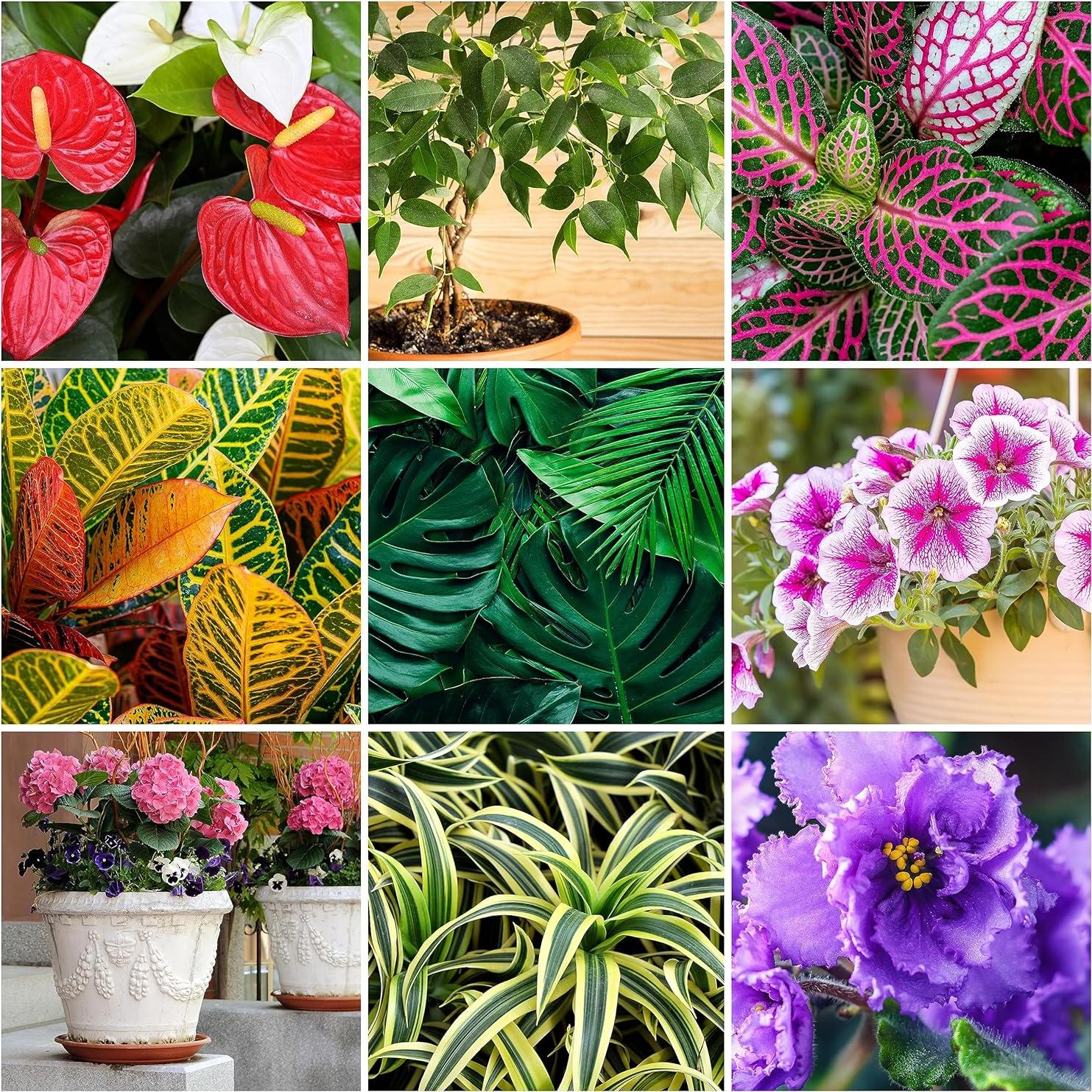 Alimento para Plantas de Interior y Flores Mini Picos 12 Unidades NPK 5-5-5