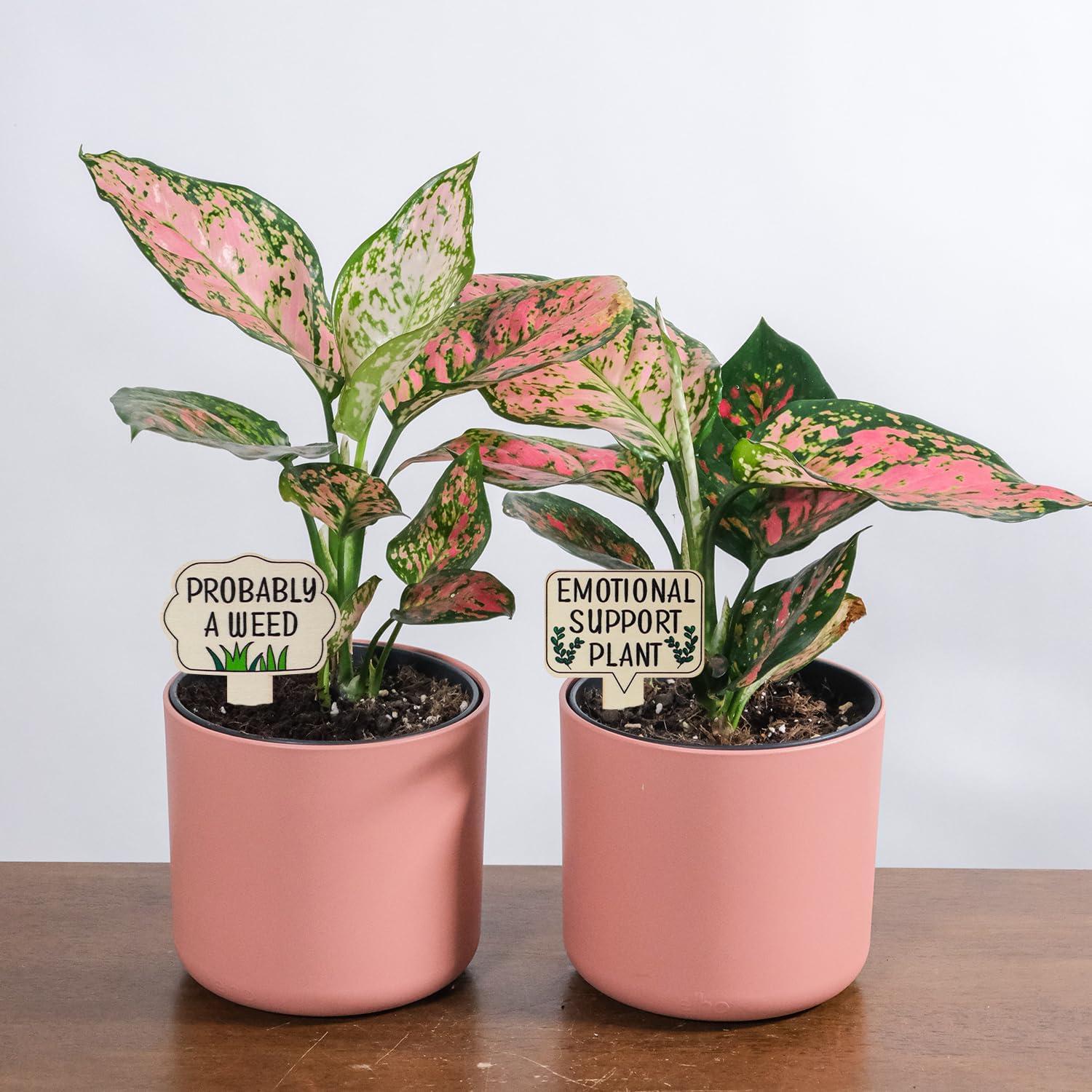 15 Marcadores de Plantas de Madera PEUTIER 11.6x6.2cm