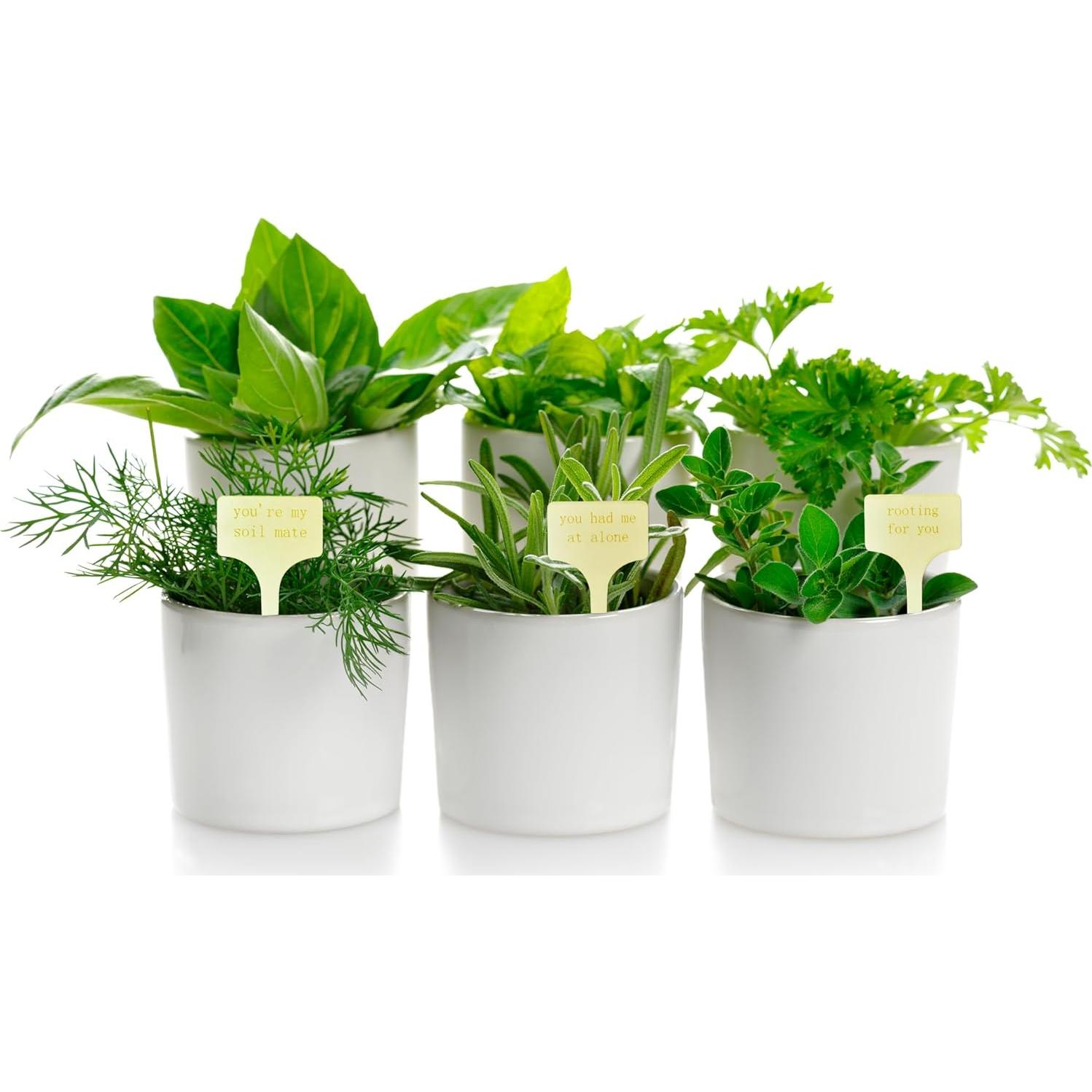 Paquete de 12 Etiquetas de Madera para Plantas YiLiiod