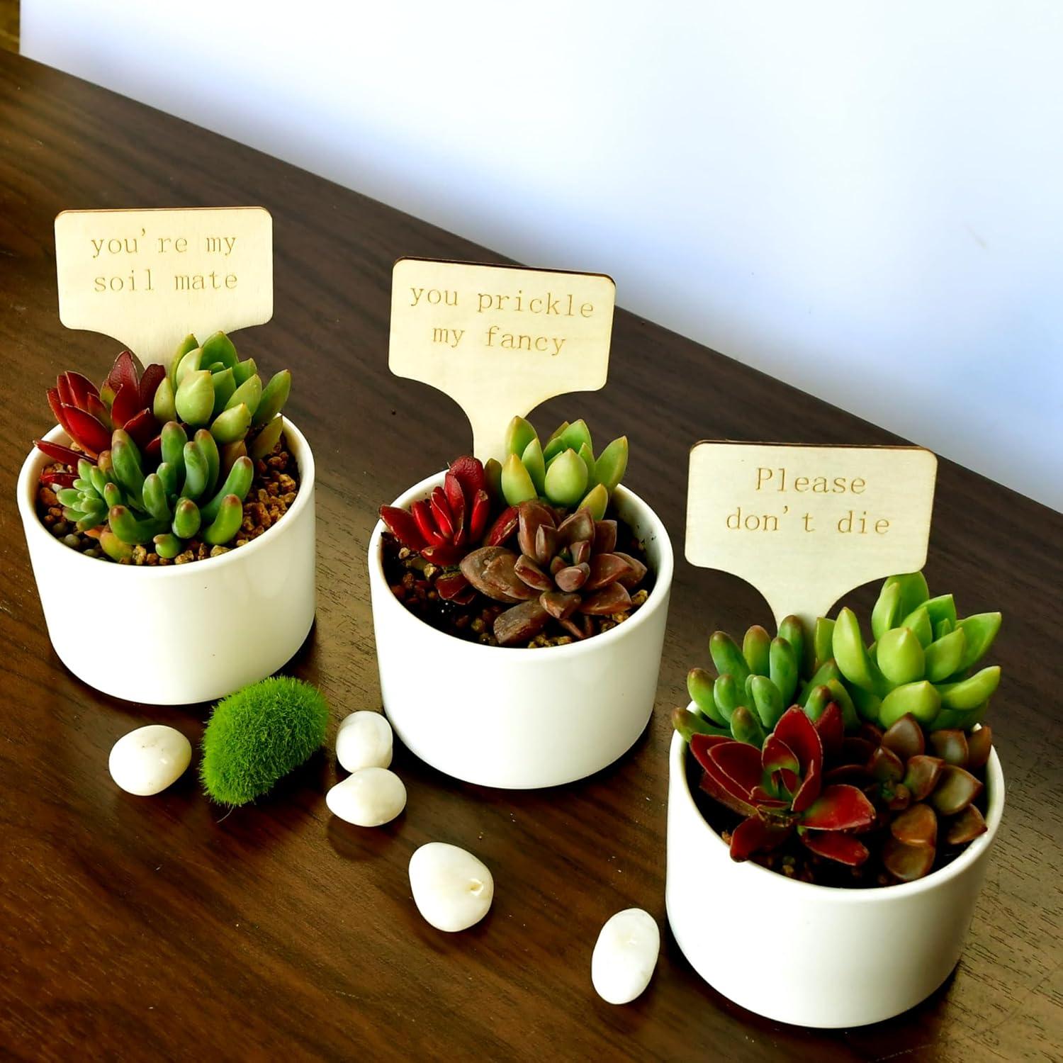 Paquete de 12 Etiquetas de Madera para Plantas YiLiiod