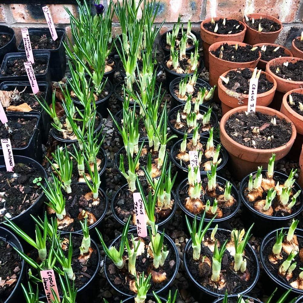 Etiquetas de Madera para Plantas Zkptops 50 Pcs 15.24 cm