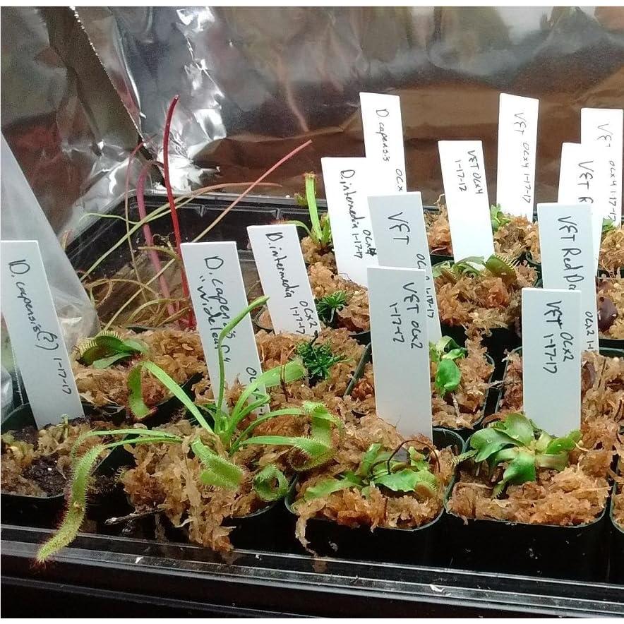 Etiquetas de Planta KINGLAKE 10 cm 100 Pcs Plástico Jardín