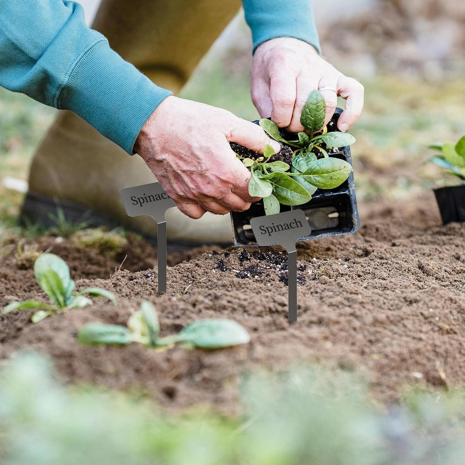 Etiquetas de Planta de Acero Inoxidable KNLLFolan - 20 Unidades