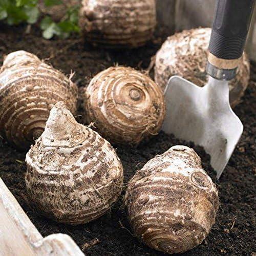 Bulbos de Oreja de Elefante Pinkdose - 3 Unidades, 1.83m Altura