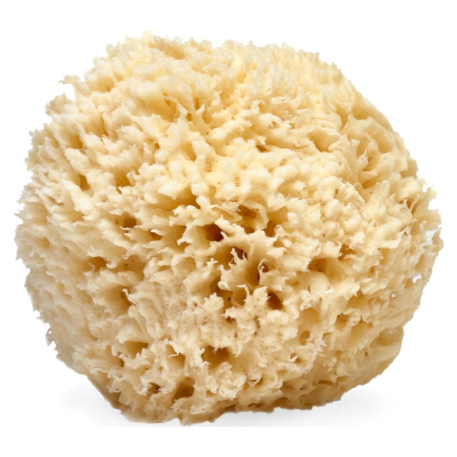 Esponja de Mar Natural LATHER 12.7-15.2 cm Exfoliante Hipoalergénica