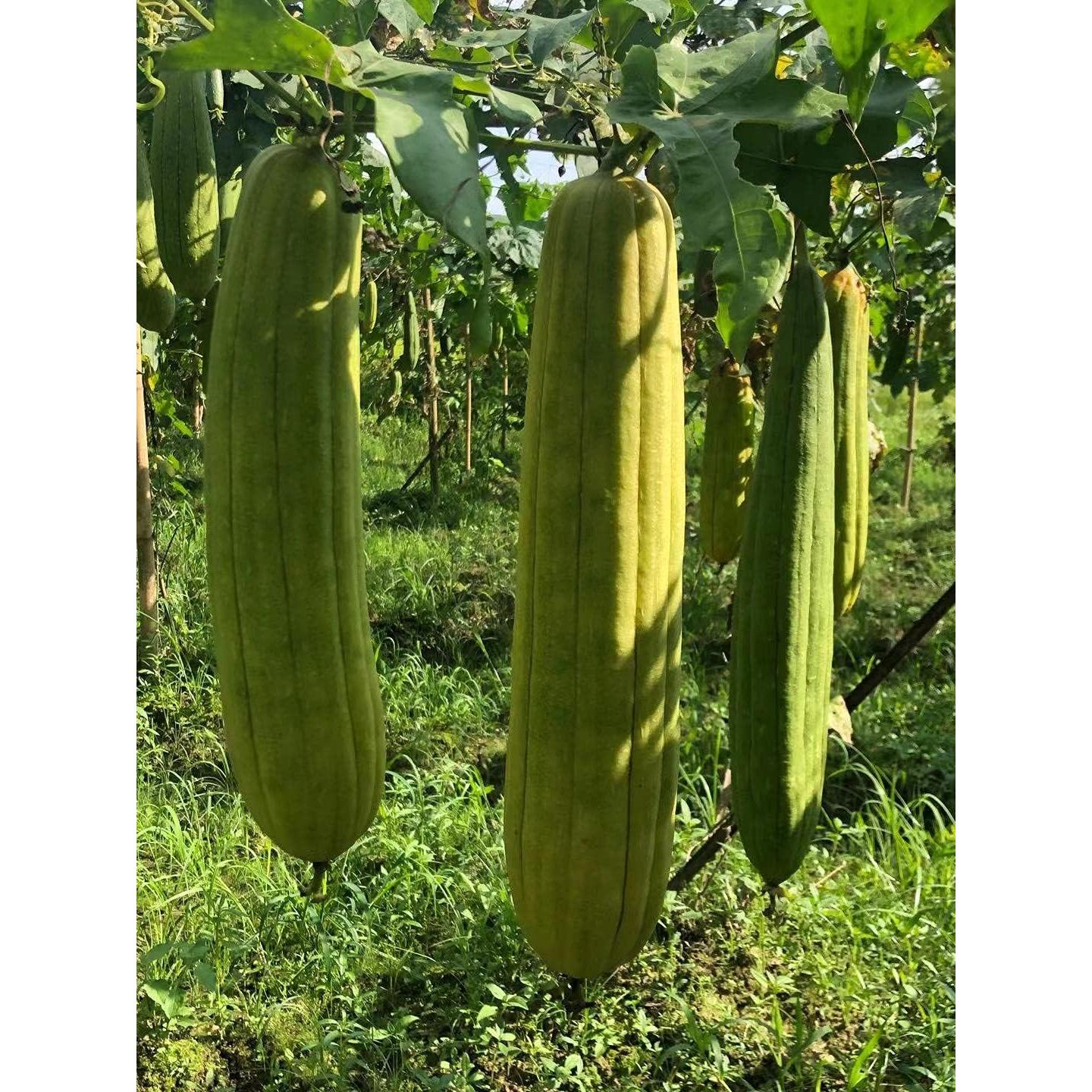 Esponjas de Lufa Natural Orgánica Exfoliantes 4 Piezas