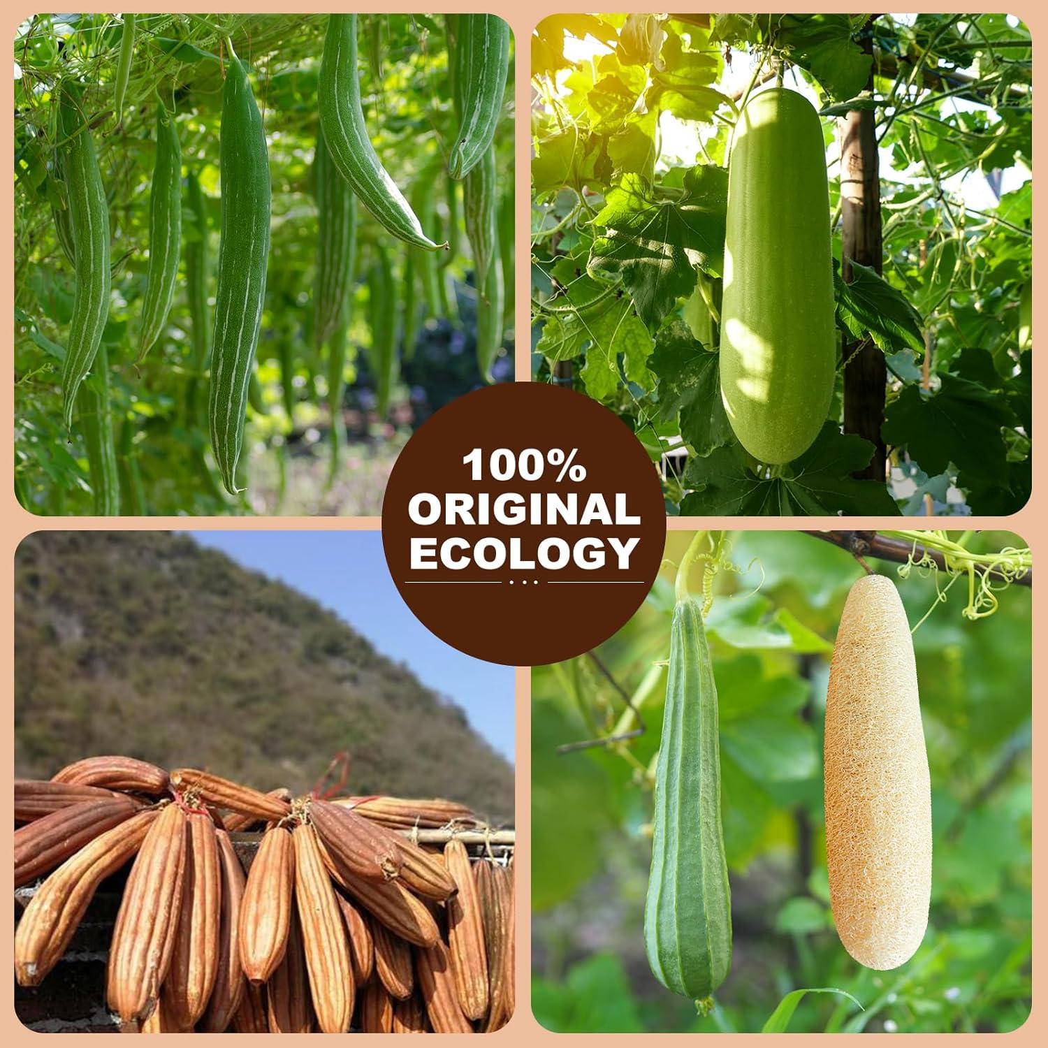 Esponja de Lufa Natural Xeiophoy 2PCS Exfoliante para Ducha