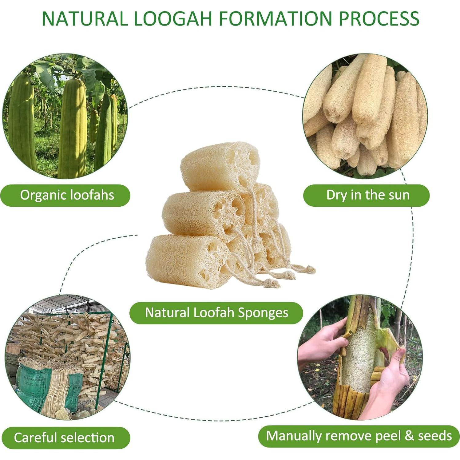 Esponjas de Lufa Natural FRTIM - Paquete de 6 Piezas Exfoliantes