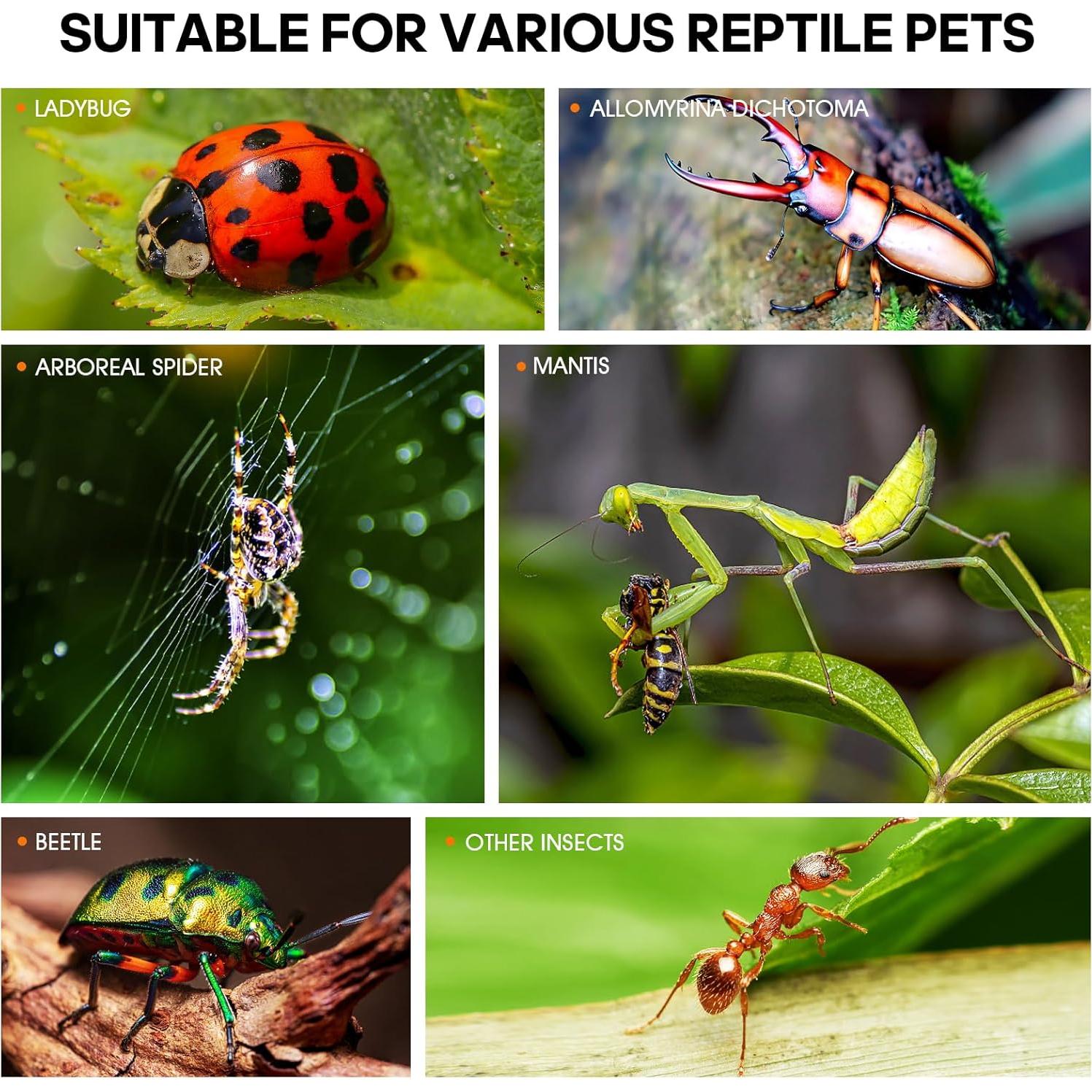 Terrario de Insectos MYGIIKAKA 7.62x7.62x15 cm Acrílico