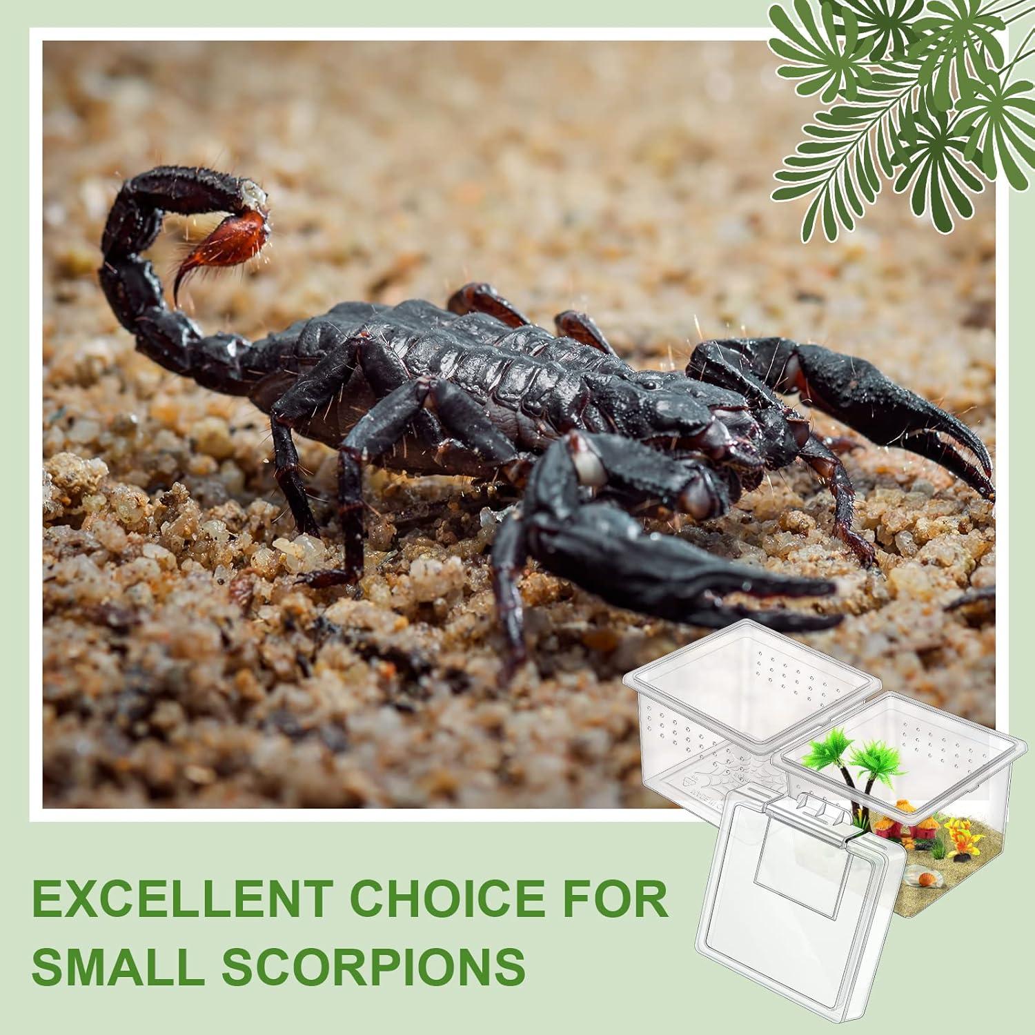 20 Cajas de Cría para Insectos y Reptiles Nuanchu 6.5x6.5x4.5cm