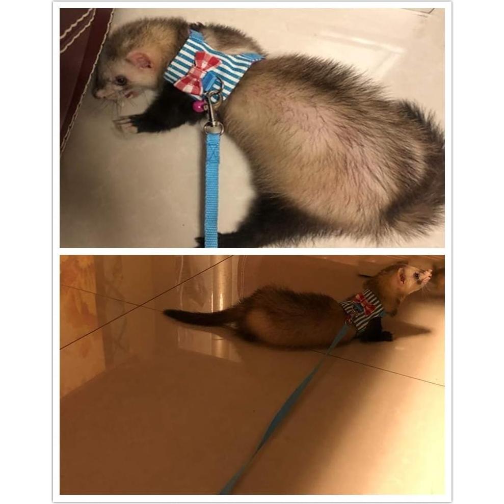 Arnés y correa ajustable para mascotas pequeñas Litewood - Estrella Rosa