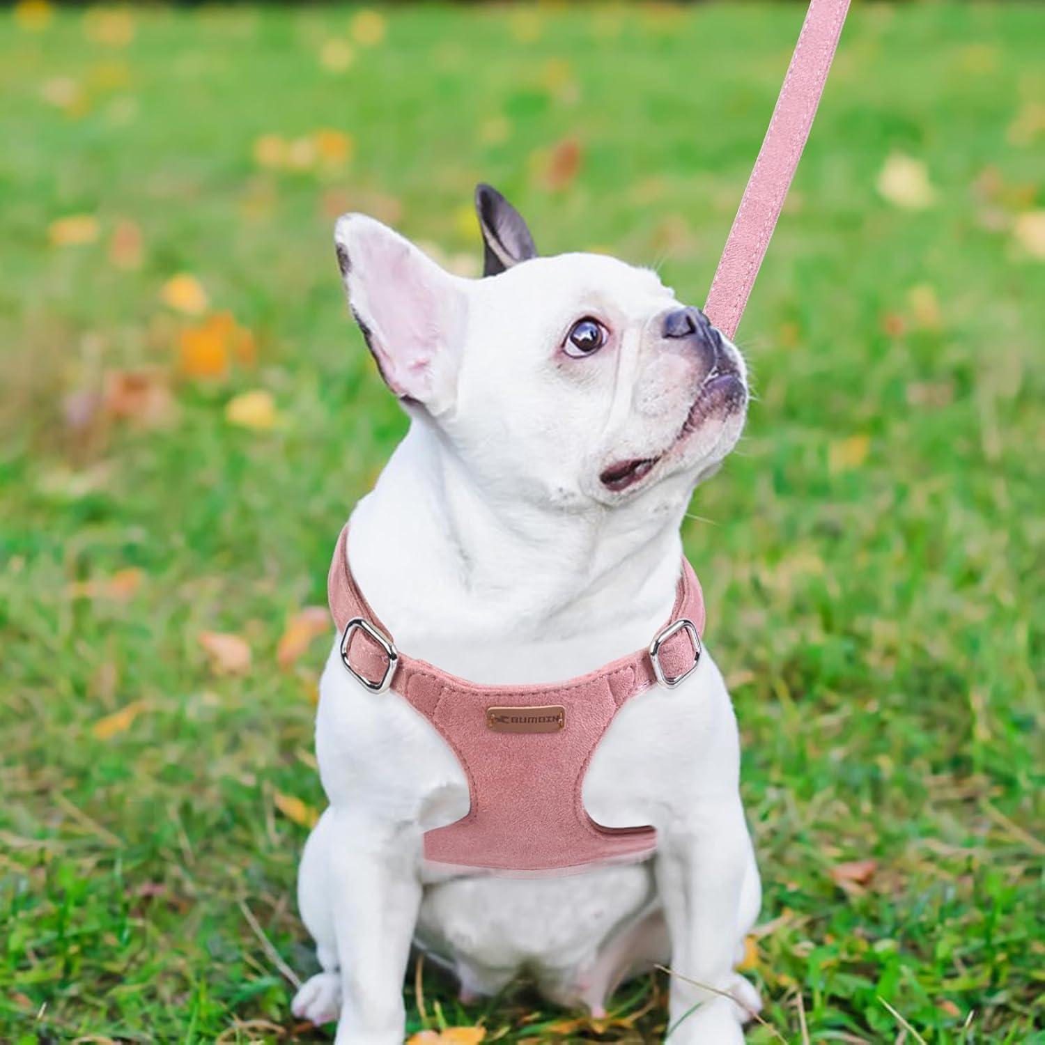 Conjunto Arnés y Correa BUMBIN Rojo para Perros Pequeños