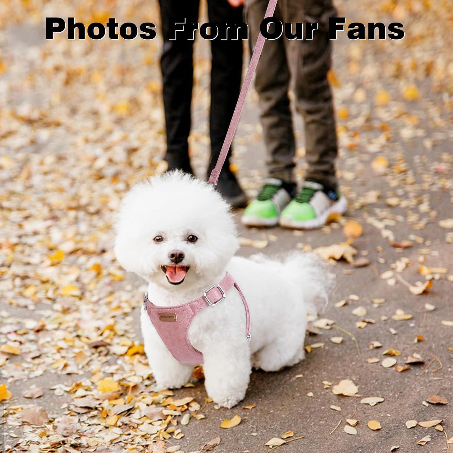 Conjunto Arnés y Correa BUMBIN Rojo para Perros Pequeños