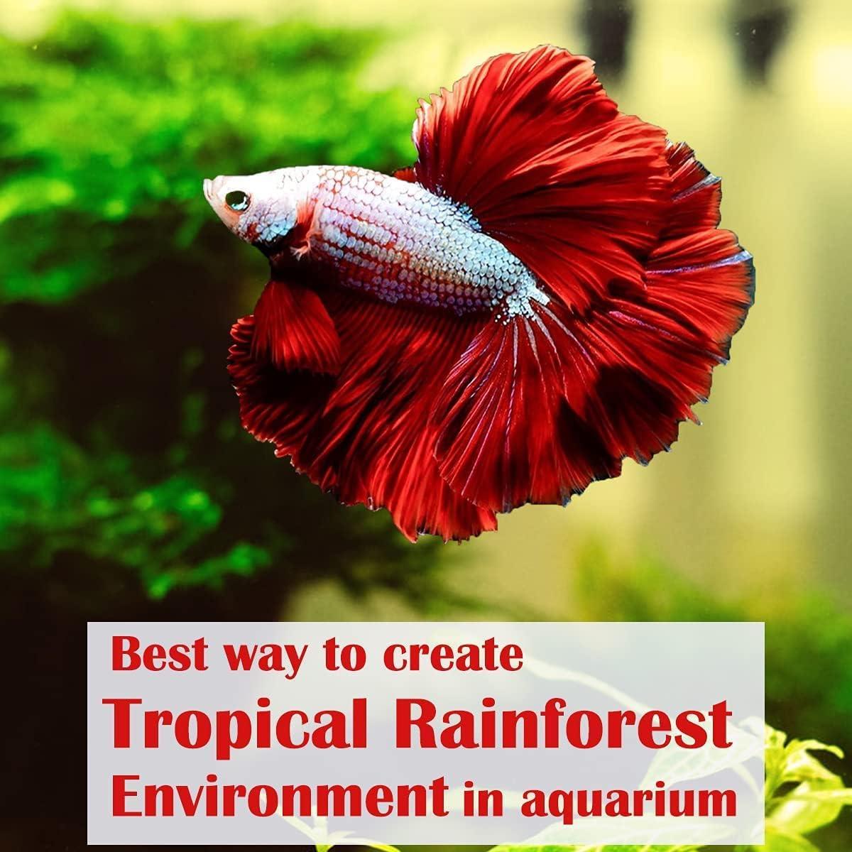 Hojas de Almendra India Secas AMA GROW 50g - 20 Hojas 15-23cm