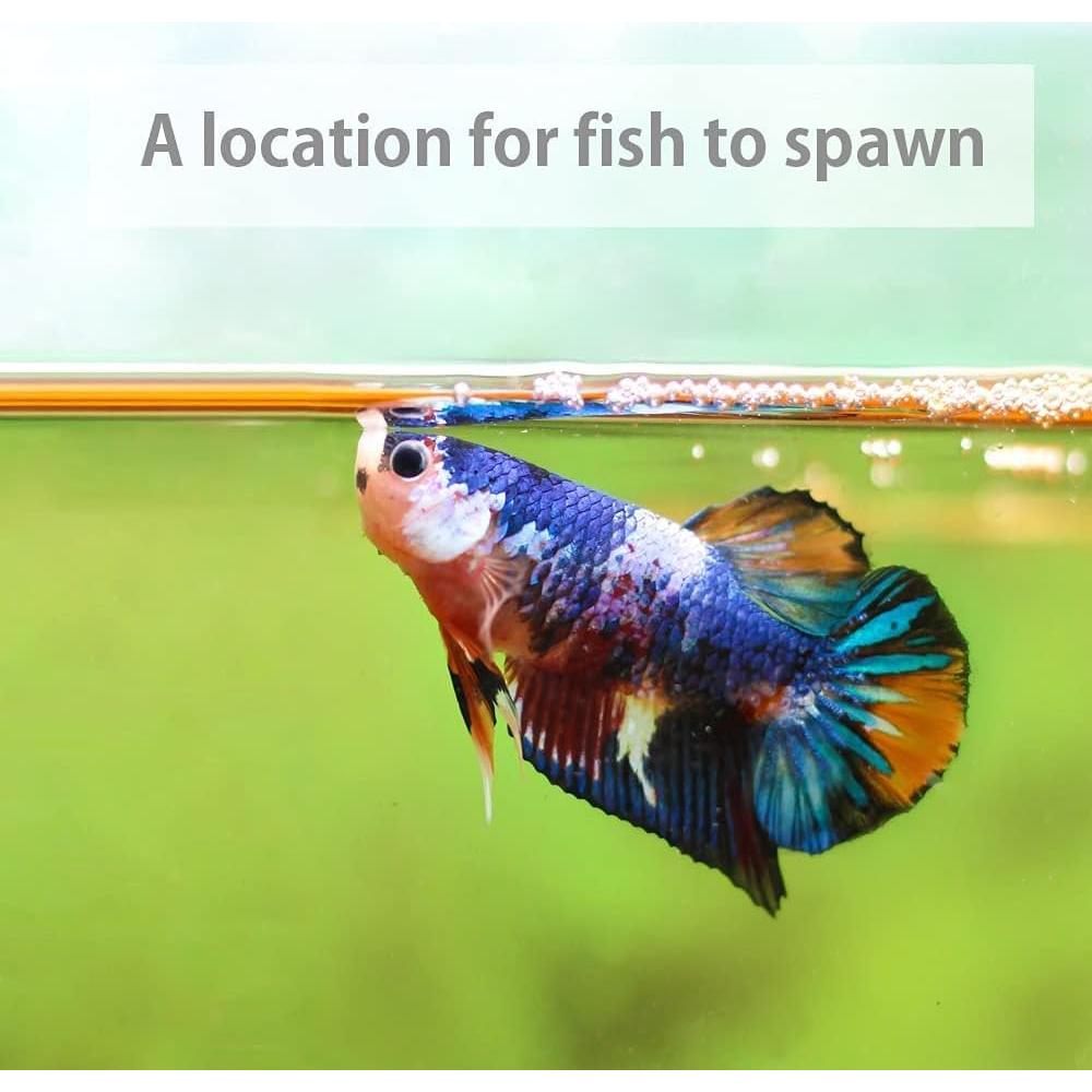 Hojas de Almendra India Secas AMA GROW 50g - 20 Hojas 15-23cm