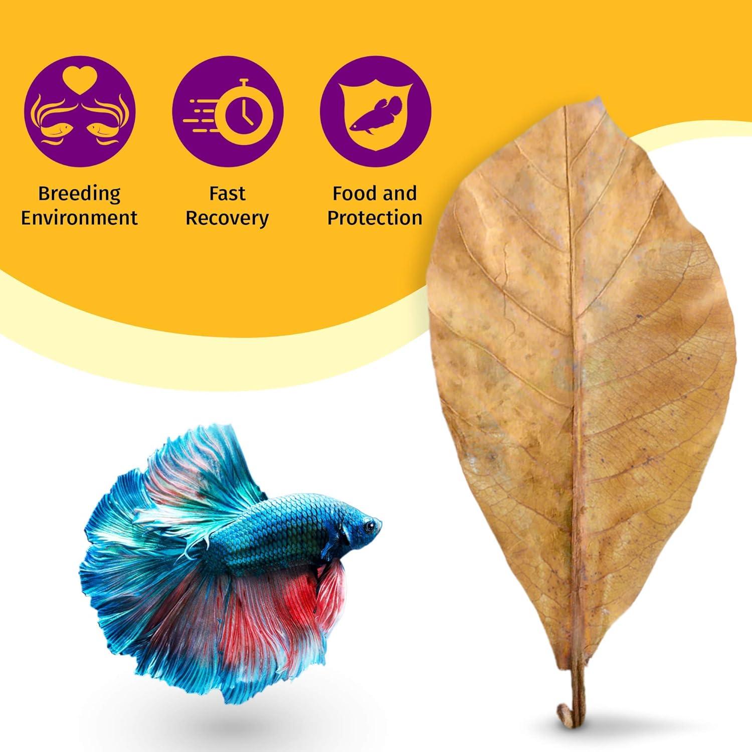 Hojas de Catappa JOR para Peces Betta - 25 Pcs, Acondicionador de Agua