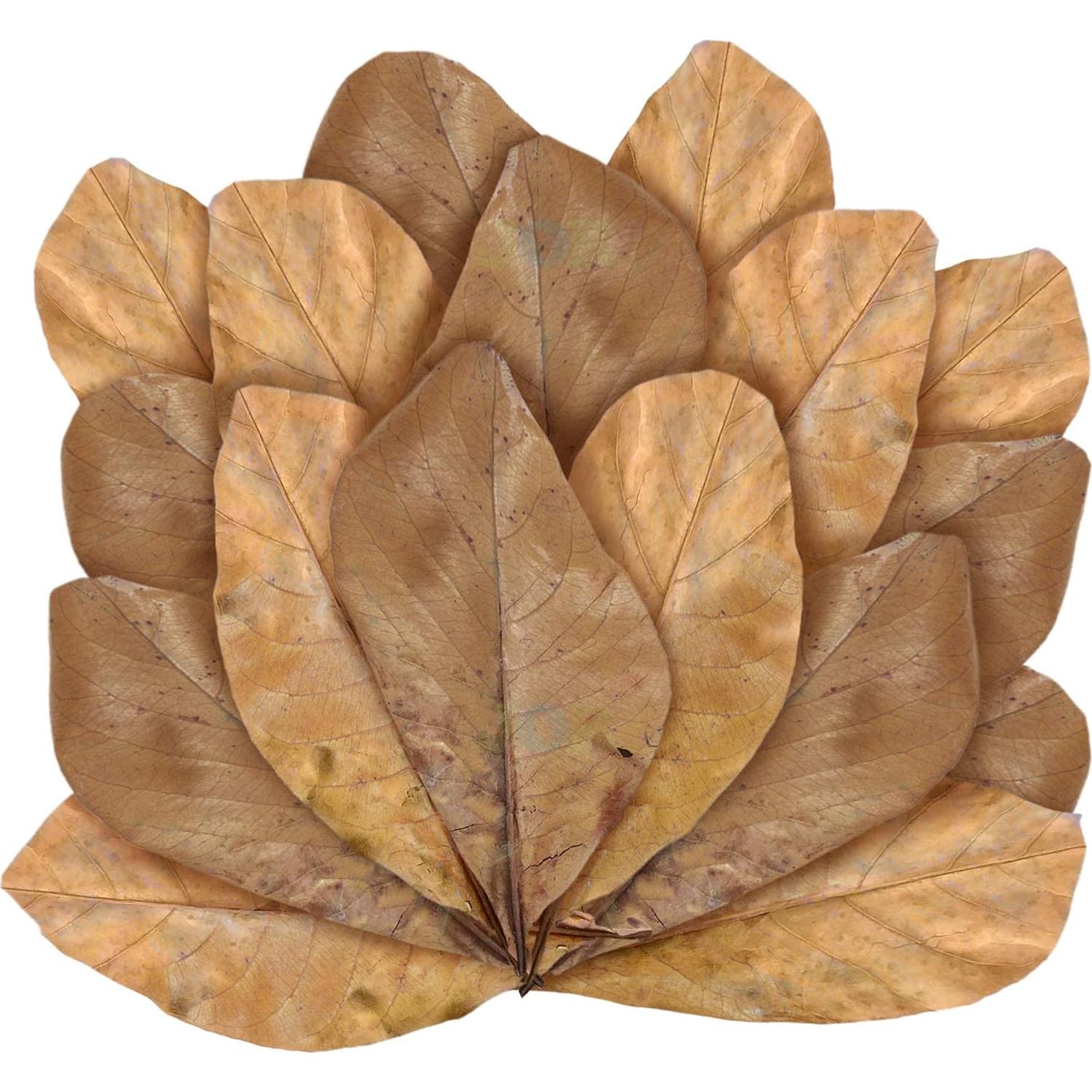 Hojas de Catappa JOR para Peces Betta - 25 Pcs, Acondicionador de Agua