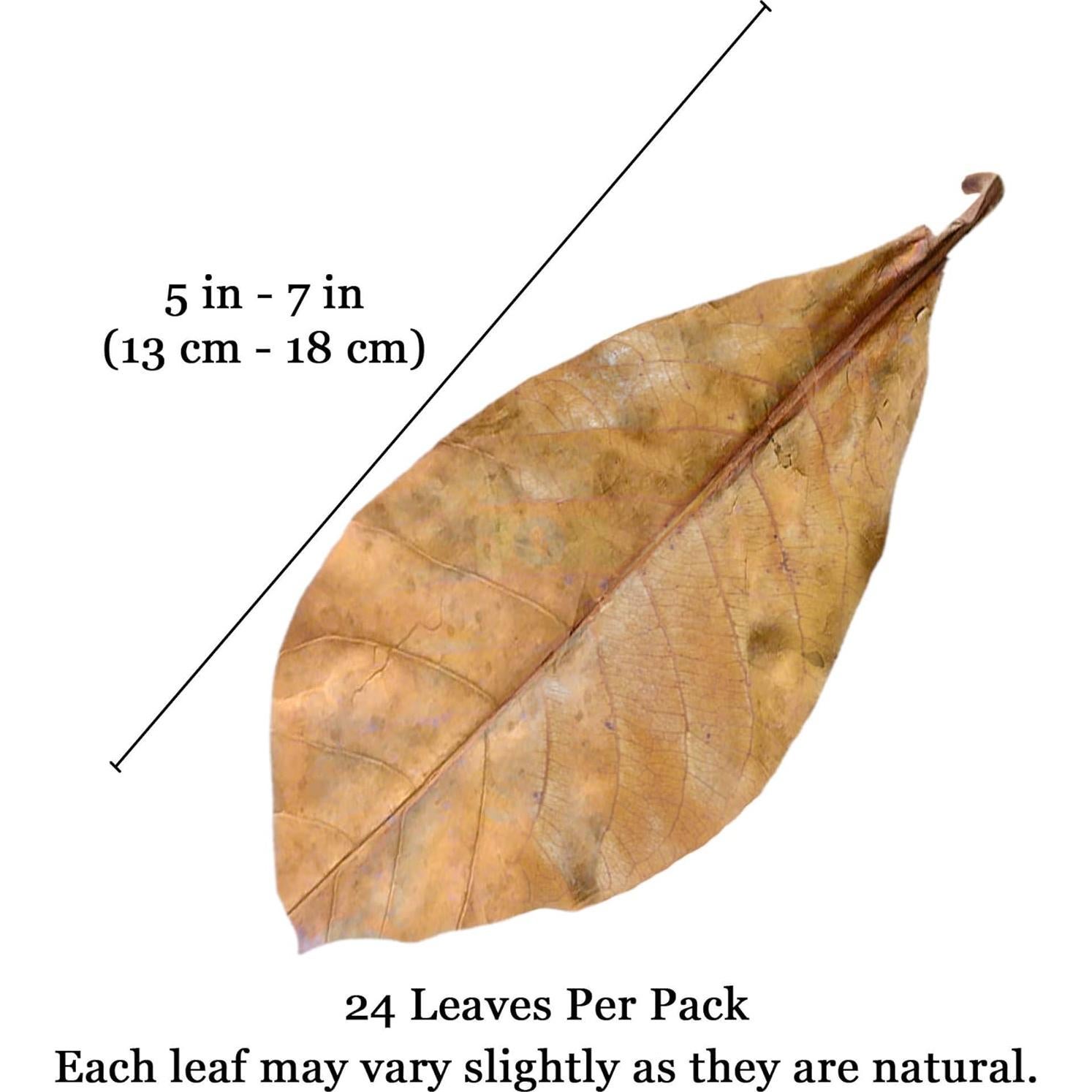 Hojas de Catappa JOR para Peces Betta - 25 Pcs, Acondicionador de Agua