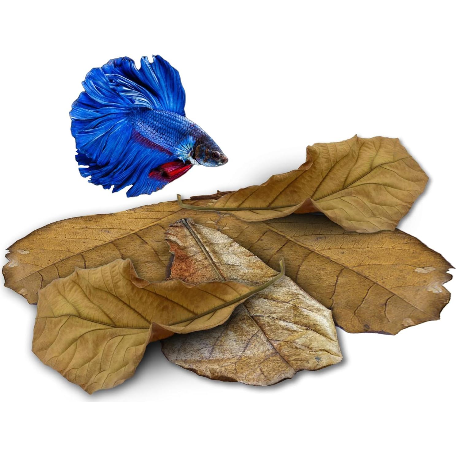 Hojas de Catappa JOR para Peces Betta - 25 Pcs, Acondicionador de Agua