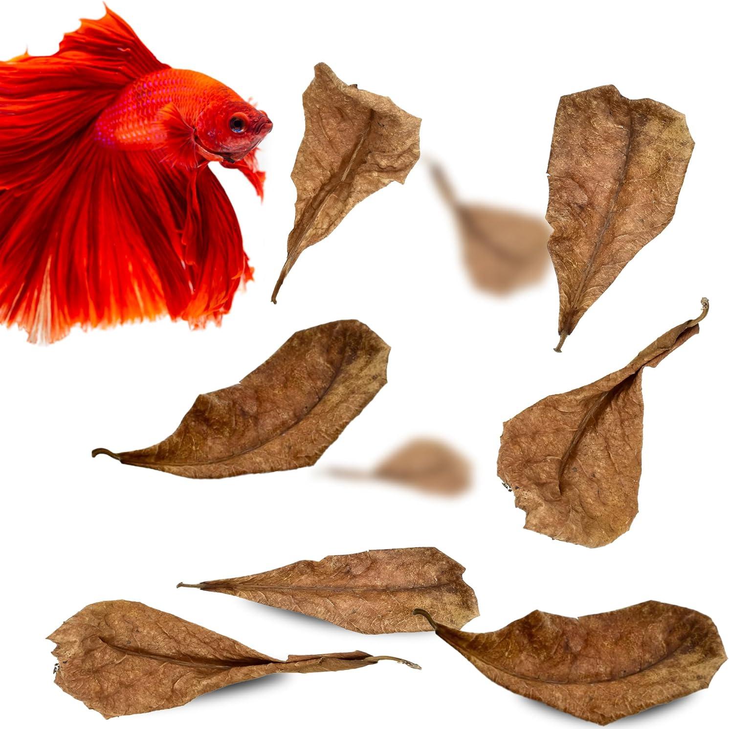 Hojas de Catappa SunGrow 50 pcs para Betta - 5.08 cm