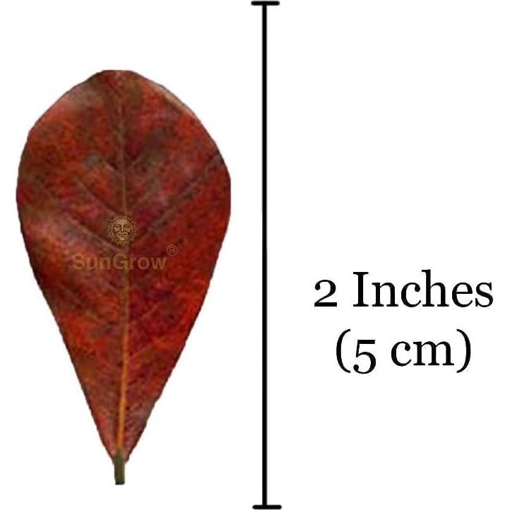 Hojas de Catappa SunGrow 50 pcs para Betta - 5.08 cm