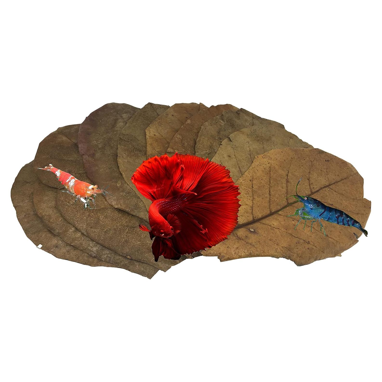 Hojas de Almendra India Catappa 10 Unidades - Taninos para Betta