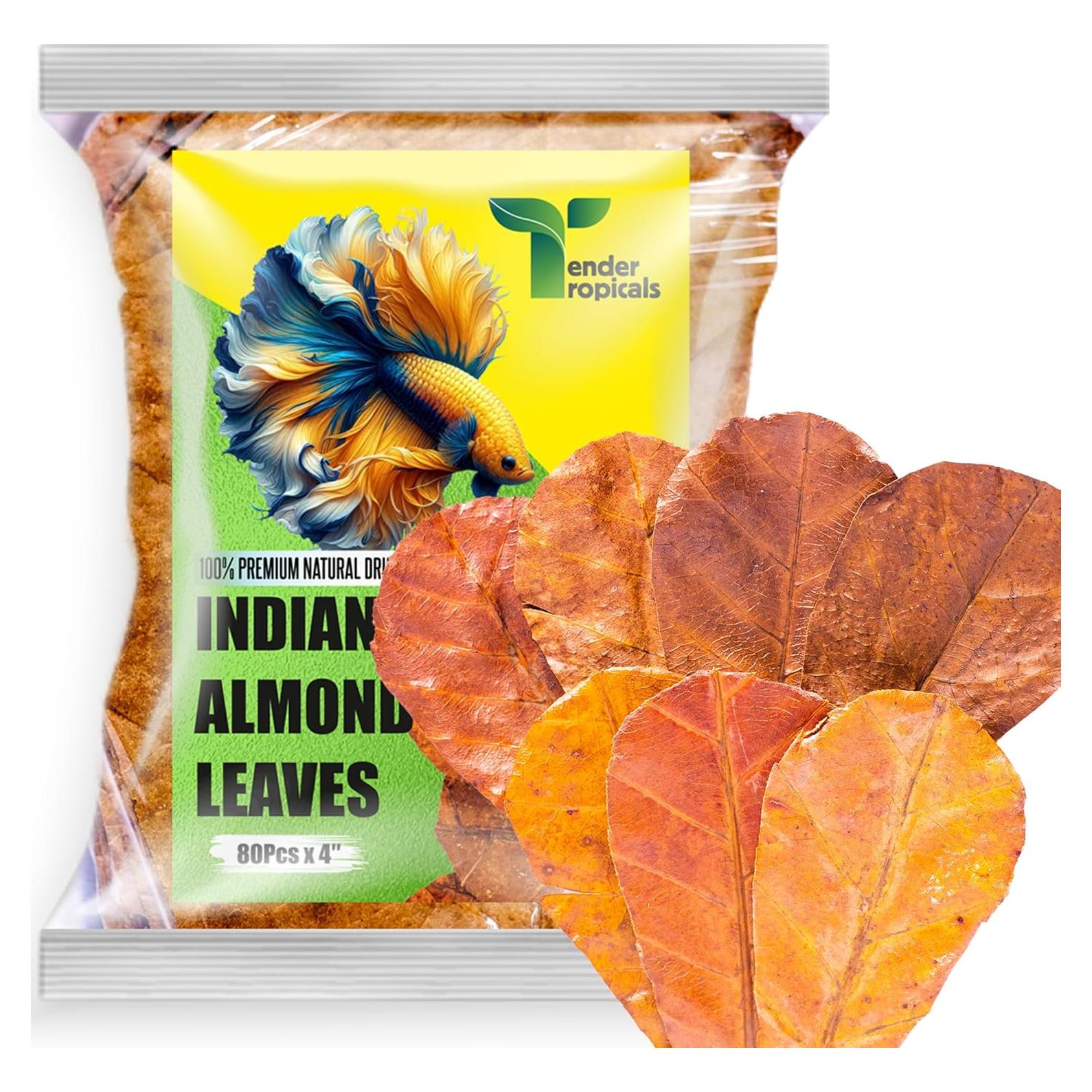 80 Hojas de Almendra India Secas Tender Tropicals 10.16 cm