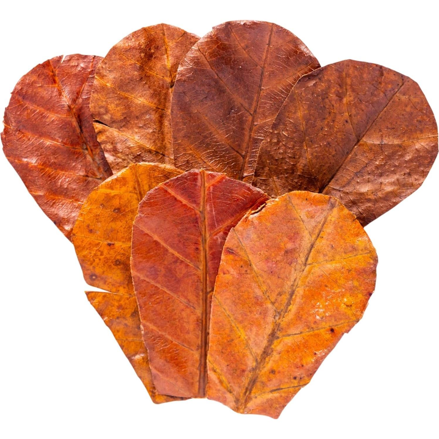 80 Hojas de Almendra India Secas Tender Tropicals 10.16 cm