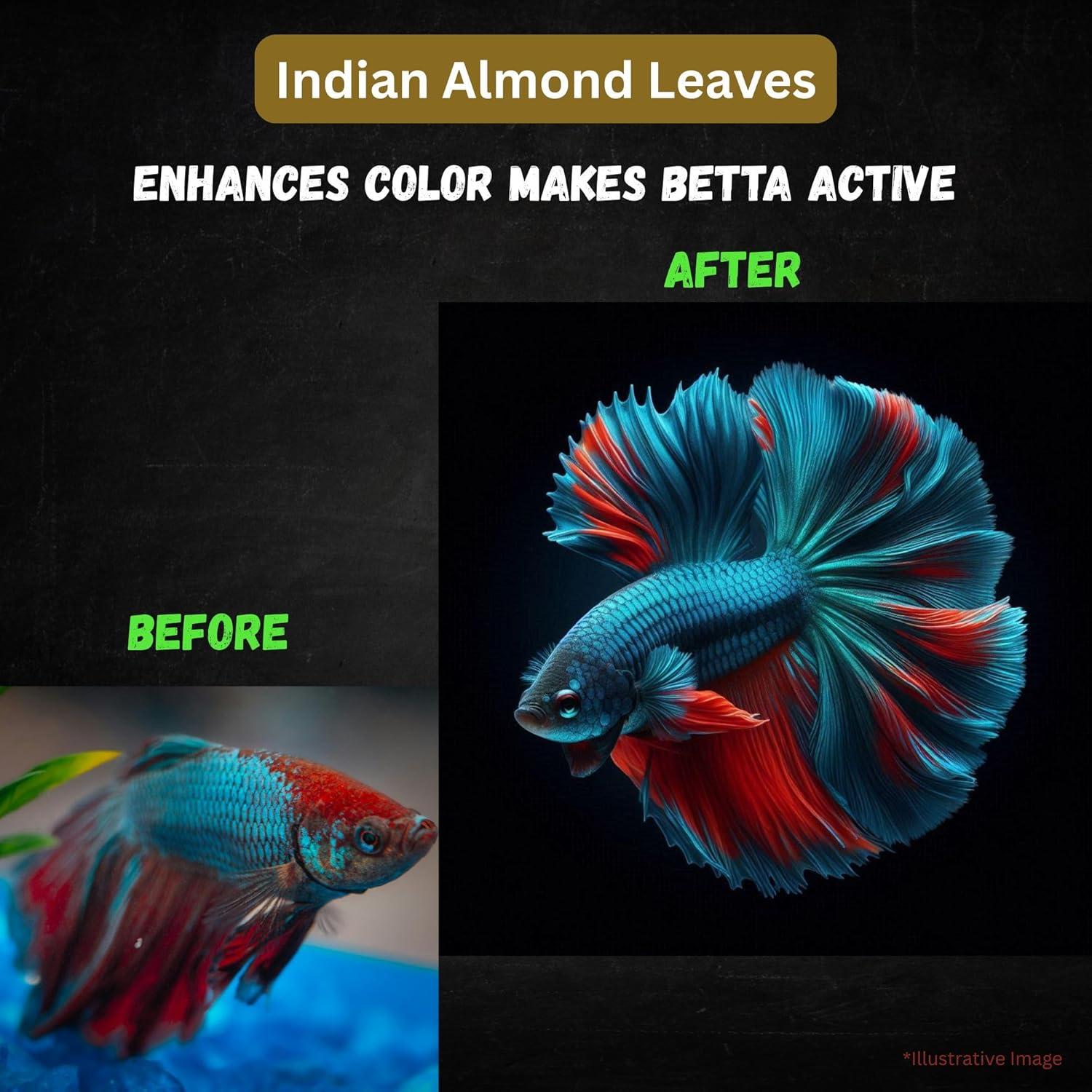 80 Hojas de Almendra India Secas Tender Tropicals 10.16 cm