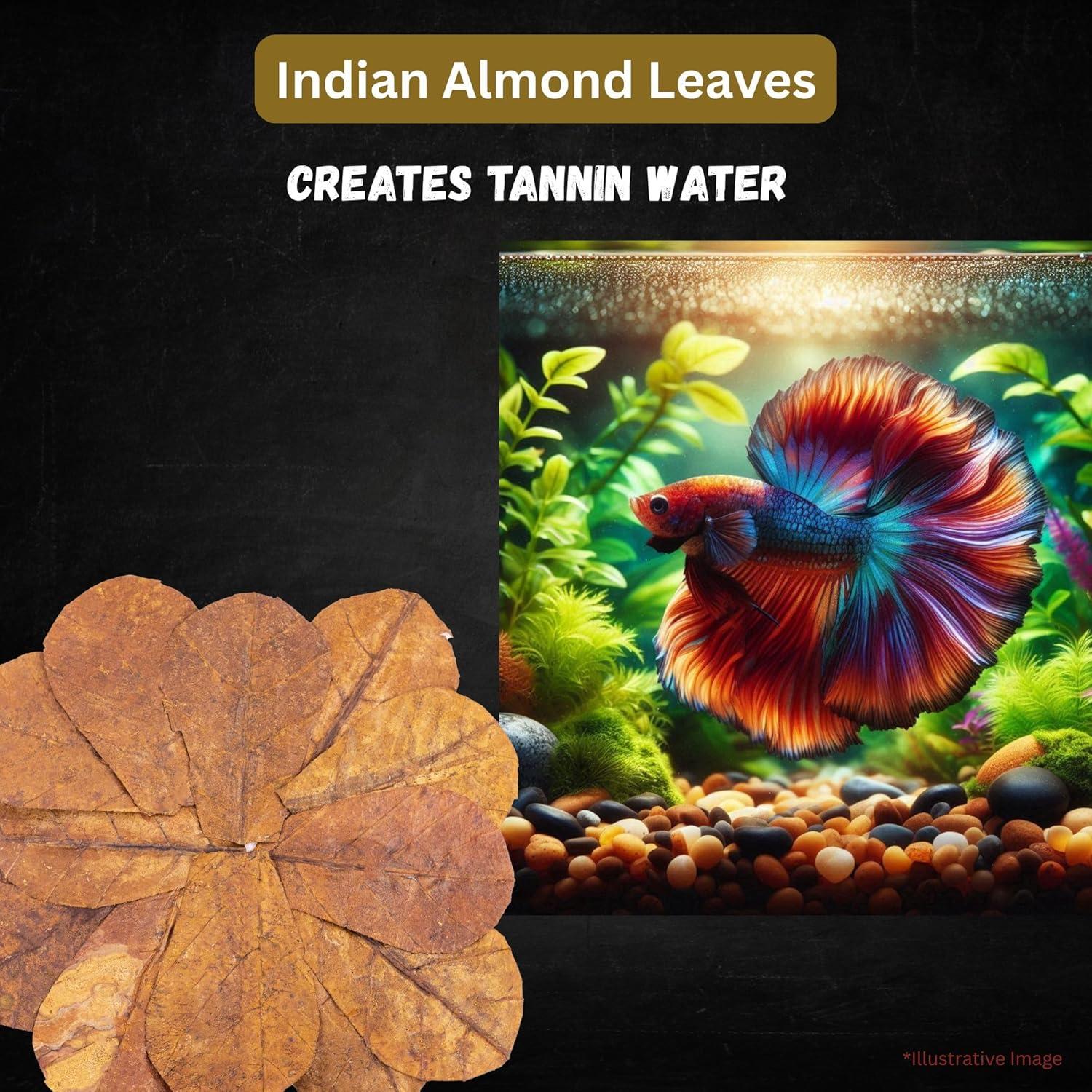 80 Hojas de Almendra India Secas Tender Tropicals 10.16 cm