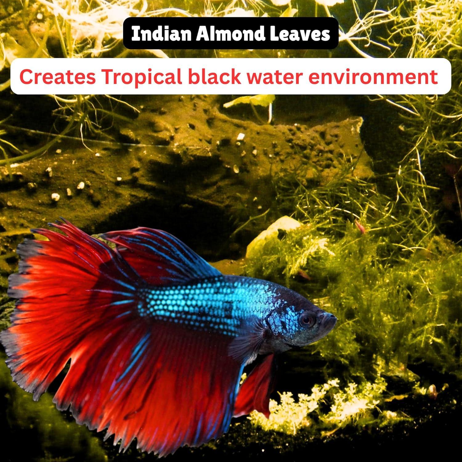 80 Hojas de Almendra India Secas Tender Tropicals 10.16 cm